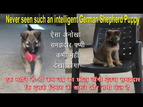 वीडियो: एक दछशुंड पिल्ला कितना है