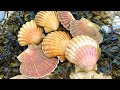 Coastal Foraging/Diving - Scallops, Lobsters, Crabs, Wrasse and more. Beach Cook up