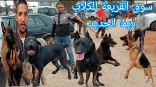 سوق القريعة الحيوانات الأليفة افضل و اقوى انواع الكلاب الحراسة و الصيد بالدار البيضاء dog