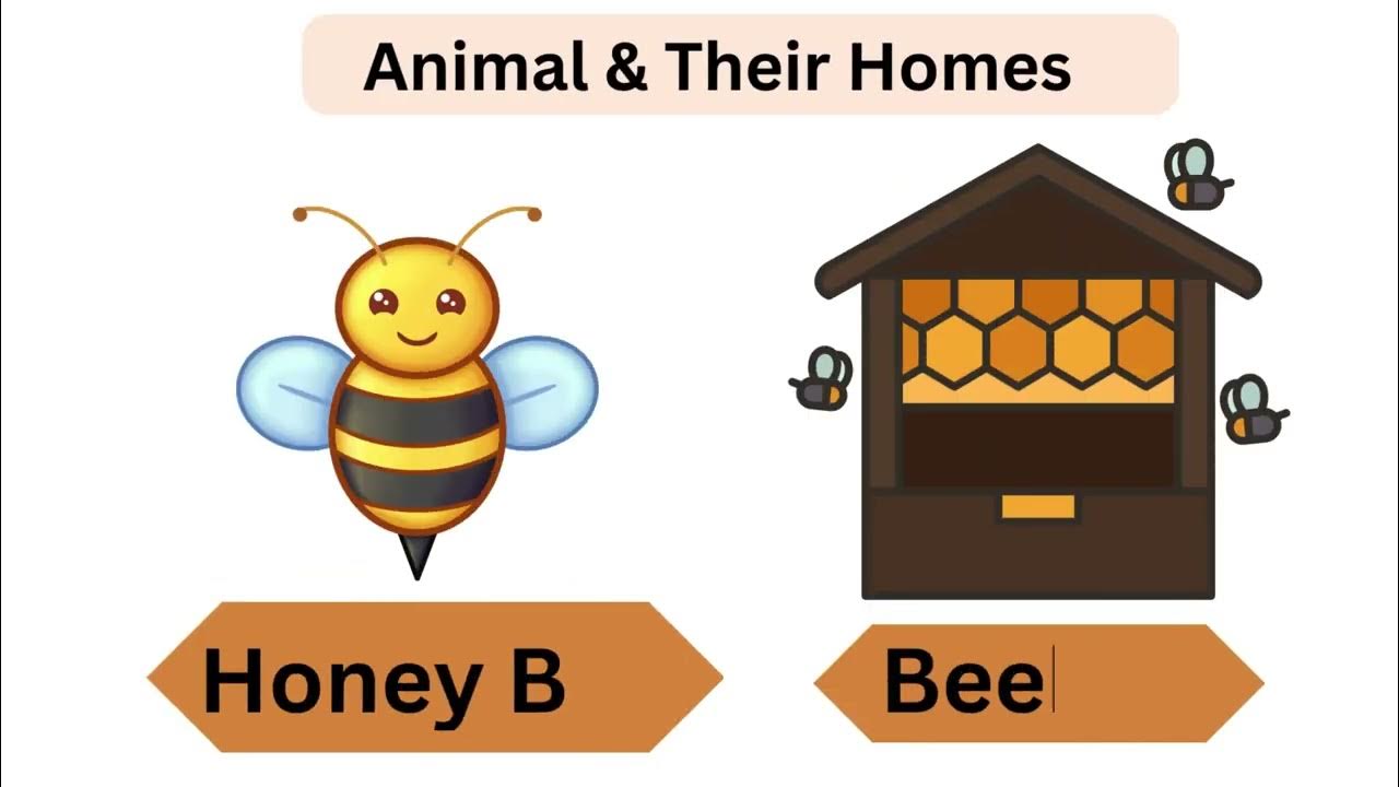 Learning Animal Homes Animals And Their Homes Learn Animal homes animal-homes-names-learn-animals-and-their-homes-for-kids-youtube