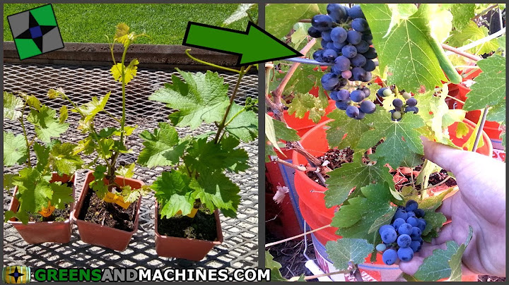 Berapa tahun yang dibutuhkan pohon anggur untuk menghasilkan buah? | Kebun Anggur Kontainer