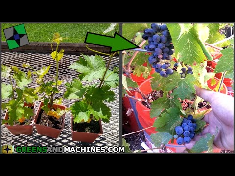 Video: Konteineriuose auginami trimetiniai vynmedžiai – kaip auginti trimitinius vynmedžius konteineryje