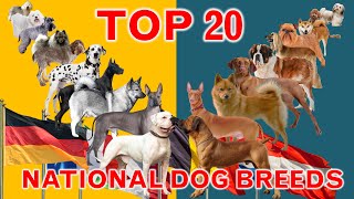 Top 20 National Dog Breeds From Different Countries by Ranking