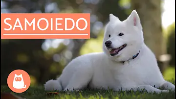 Quem quer doar um cachorro?