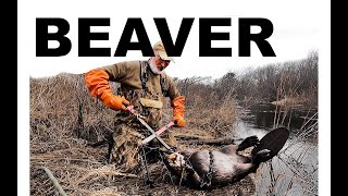 Spring Beaver Trapping 2022  Part 4