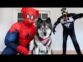 Spider Pig SAVES Kakoa From Spider!