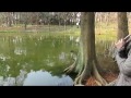 鴨のワルツ