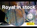 Royal in stock wwwsantaremdiscuspluscom in 4k