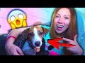 СОБАКА В САМОЛЕТЕ ЧТО ТО ПОШЛО НЕ ТАК ЧУТЬ НЕ ОПОЗДАЛИ НА САМОЛЕТ | Elli Di Pets