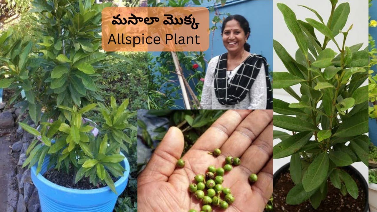 Allspice plant మసాలా మొక్క ఈ ఆకు మీ వంటలో వేసుకుంటే అద్భుతమైన రుచి
