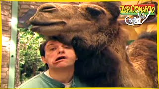 Zoboomafoo with the Kratt Brothers! HD | Full Episodes Compilation