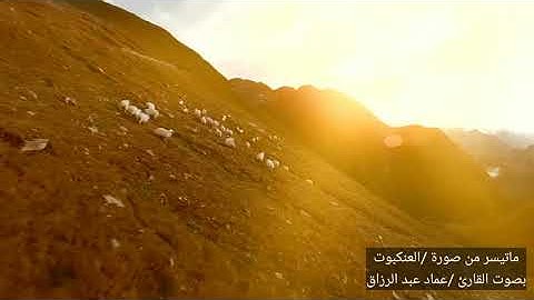 العنكبوت القارئ عماد عبد الرزاق