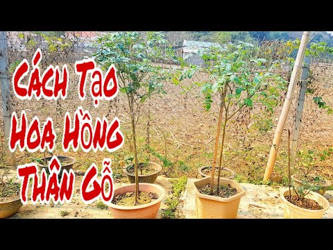 Cách Tạo Hoa Hồng Thân Gỗ | Tree Rose | Tây Bắc Garden