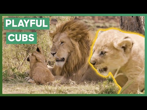 Caring Male Lion Plays With His Cubs | Big Cat Tales