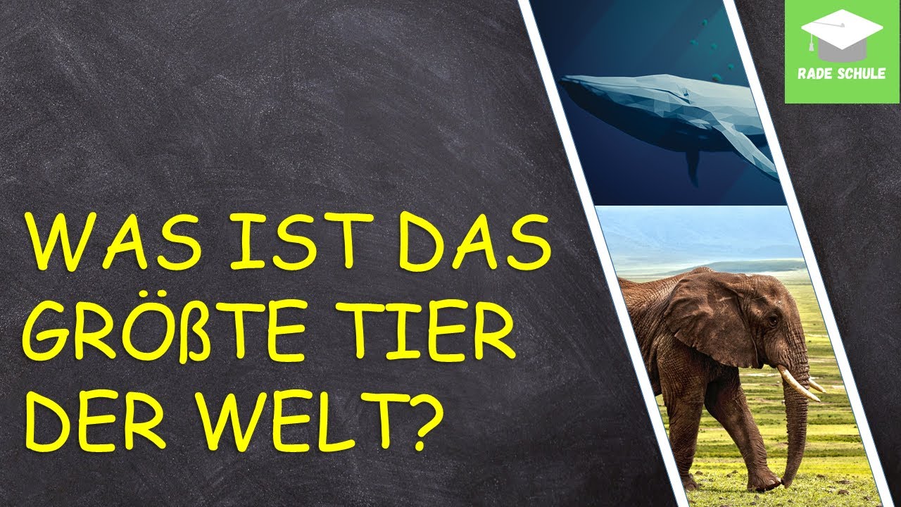 Das Größte Tier Der Welt 2020