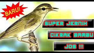 MASTERAN PLECI  - SUARA CIKRAK BAMBU GACOR JERNIH