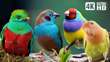 Most Beautiful Birds in the World | Breathtaking Beauty of Earth