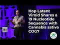 Hop latent viroid shares a 19 nucleotide sequence with cannabis sativa cog7  kevin mckernan