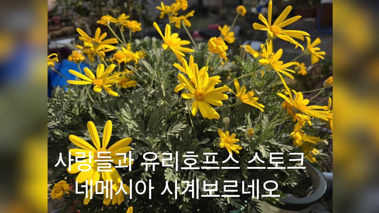 사랑초들 유리호프스 스토크 네메시아 핑크보라 찍어봅니다 