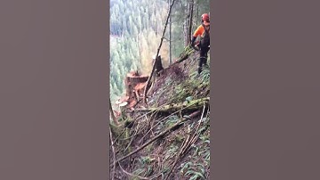 Massive Trees Cut Down with Perfect Precision! 🌲🪓 #TreeCutting #chainsawpower  #treecutting #auto