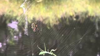 Black and Yellow Argiope Spider Documentary.m4v