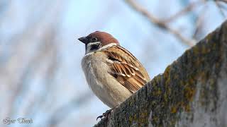 Польовий горобець / Tree Sparrow