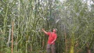 Growing giant corn 1 of 2