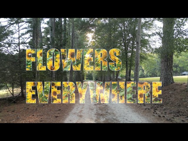 Pylon Reenactment Society - Flowers Everywhere