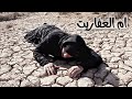 الفلم العراقي ام  العفاريت المخيفة