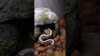 Blackhead GHI Ball Python