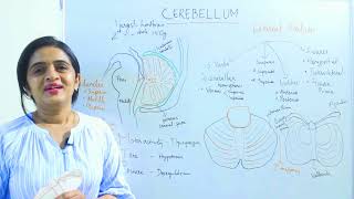 CEREBELLUM External features🙌✨Dr Rose Jose MD DNB MNAMS