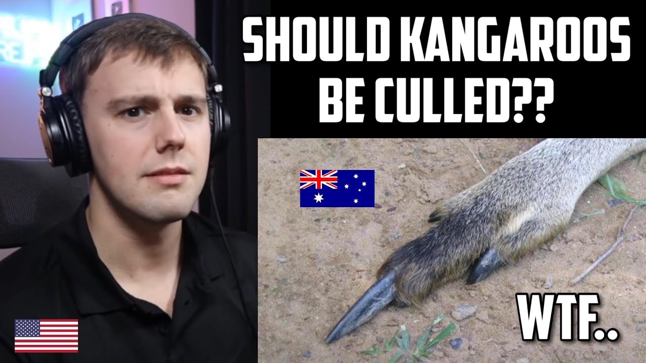 American Reacts to Kangaroos - The Good, the Bad and the Weird