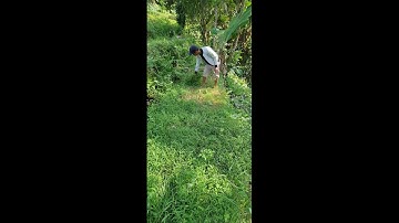 Village Youth Cutting Grass with a Sharp Sickle for Livestock Feed | Energetic Farm Work