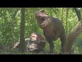 Tyrannosaurus Rex Feeding on Triceratops | Prehistoric Planet