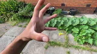 #82 Daily In the Garden - Pruning Pumpkin Plants