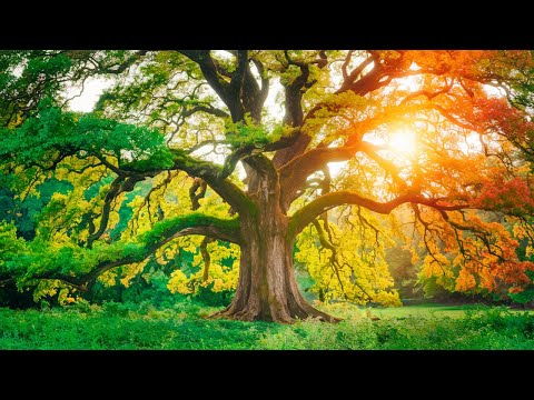 🌿 Whispering Tree | A Soothing Lullaby for Deep Sleep & Sweet Dreams