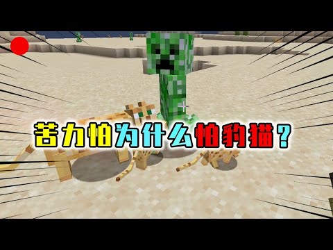 MC苦力怕天敌之谜！苦力怕怕豹猫，原因是看到了自己的样子？