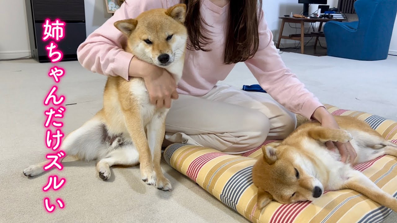 This adorable Shiba Inu is so jealous when you pet his older