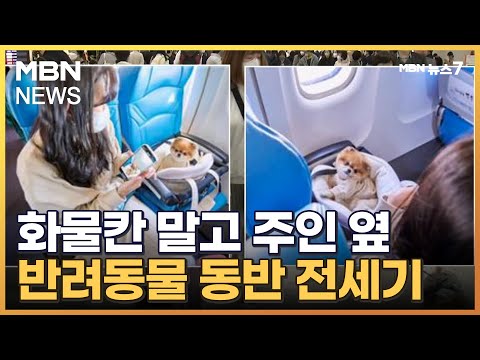 반려견도 화물칸 아닌 주인 옆 좌석에 앉았다…제주공항 도착장 '환호성' [MBN 뉴스7]