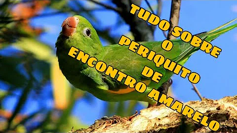 O quê periquito-de-encontro-amarelo come?
