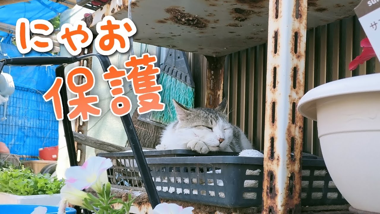 出会って1年以上やっと迎え行き、連れて帰ったら夜鳴きしない凄い子でした。