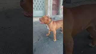 وحش اليف ?كلب بولي امريكان ? Pet monster ? American Bully dog