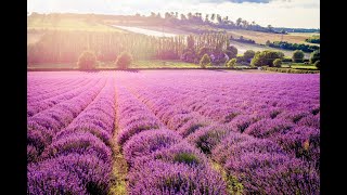 Castle Farm - the largest Lavender farm in the UK