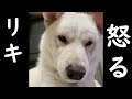 柴犬親子対決😤