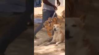 Fake Tiger Real Dog Prank Today Just For Fun Only