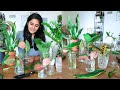 Propagating all my indoor plants from cuttings in water during the lockdown | Try with me