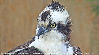 Duke returns to Barnegat Light! / BL Osprey Cam Highlight by Conserve Wildlife Foundation of NJ 1,817 views 1 year ago 3 minutes, 27 seconds