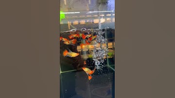 Thay nước cho cá như thế nào