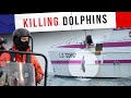 How French Fishermen Are Killing Dolphins