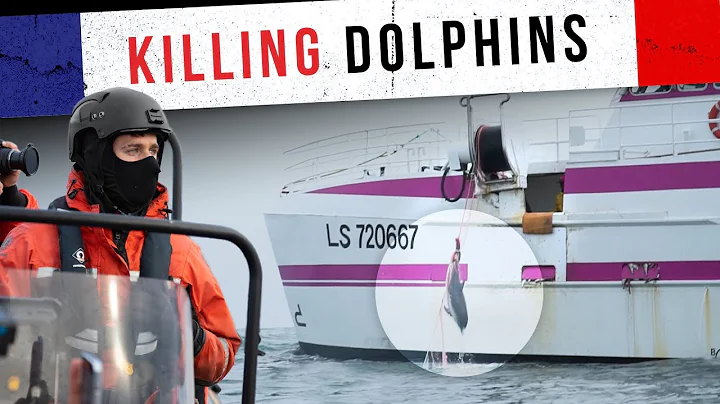 How French Fishermen Are Killing Dolphins